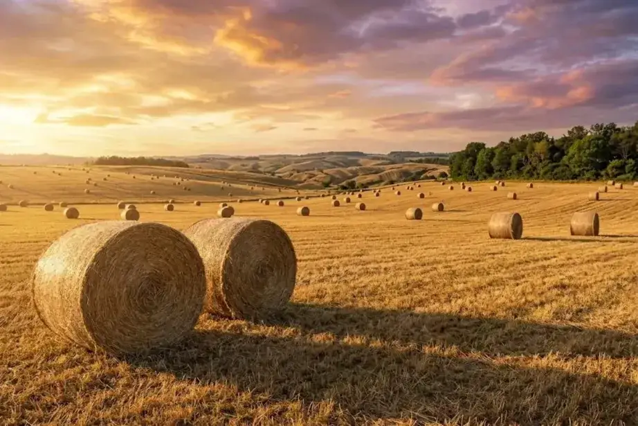 round hay bales in a field for comparison with small square bales — while round bales are appropriate for cattle and large herds a single round bale at 300 to 600kg provides far more hay than a small group of goats sheep or alpacas can consume before the open face of the bale develops mold and spoilage making the small square bale format at 16 to 22kg the practical choice for small ruminant and alpaca operations