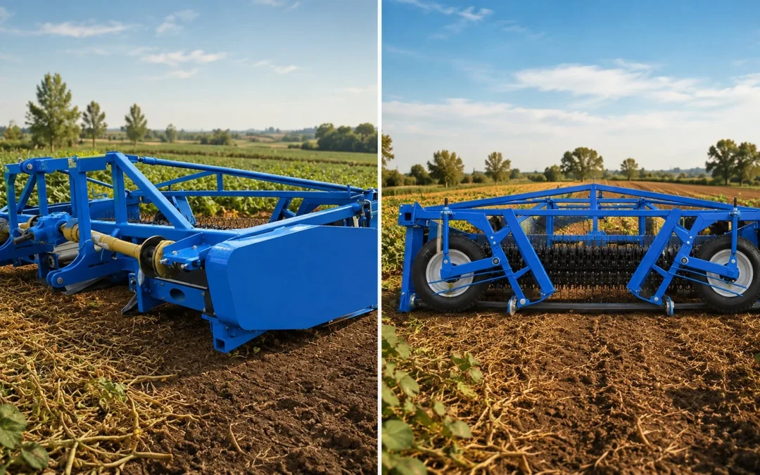 Sélection de variétés de haricots rouges pour la récolte mécanique