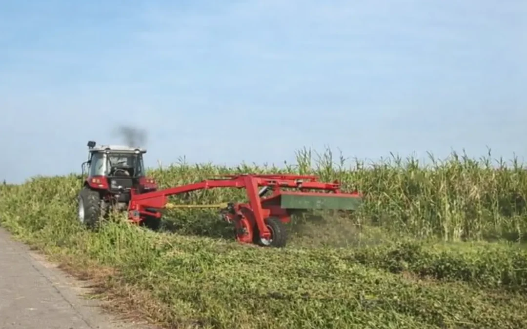Grass Hay Production: Orchardgrass, Timothy, and Harvest Guide